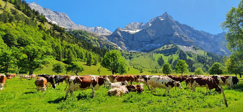 Almwiese mit Kühe - Bergwanderung
